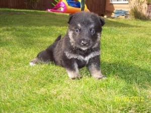 Precius German Shepherd Dog puppies available