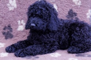 Australian Labradoodle Puppy