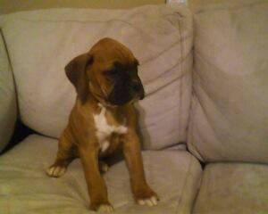 Boxer pups