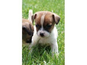 Registered Shorty Jack Russells