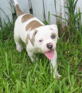 American Bulldog Puppy Great Pedigree