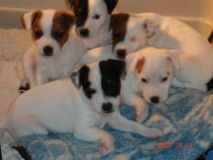 Jack Russell Terrier Puppies