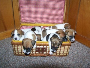 Irish Jack Russell Terriers