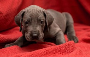 lovely Great Dane puppies for free
