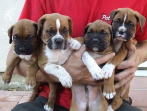 Boxer Puppies