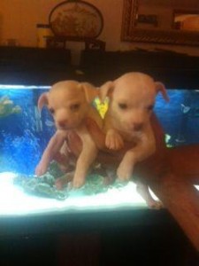 chihuahua puppies