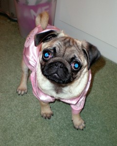 Extra Charming! BabyDoll! Pug Puppies For Free Adoption/Available
