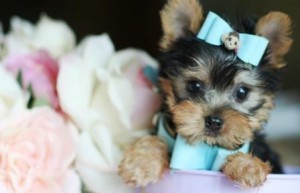 GORGEOUS AND CHARMING TEACUP YORKIE PUPPIES for X-MASS