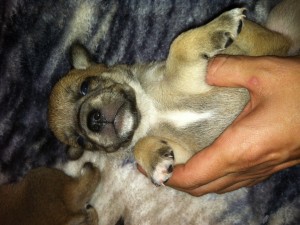 puggle puppies
