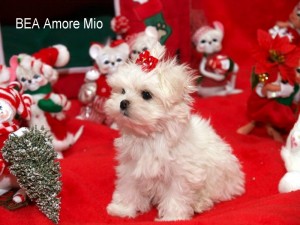 Beautiful Maltese Puppies For Adoption