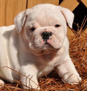 English bull  dog puppies