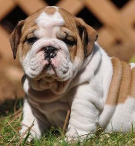 Nice looking English bull  dog puppies .