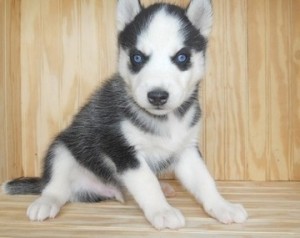 cute siberian husky puppy