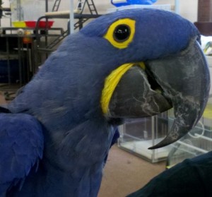 GENETIC HEALTHY BLUE HYACINTH MACAW PARROTS FOR ADOPTION