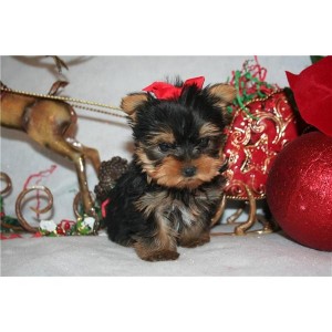 Homes Raised Excellent Baby Yorkies Available