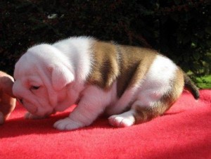 Male and Female English Bulldog puppies available