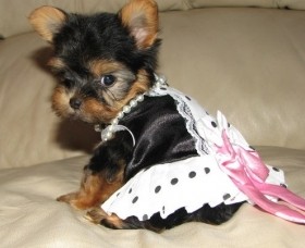 Agelic Babies Yorkies Now Availabl for the Dream