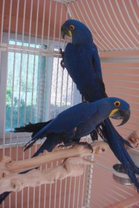 Hyacinth macaws, blue and Gold Macaws ,African Grey parrot