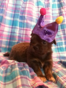 Gorgeous Apple Head Chihuahua Aprox. 4 lbs Full grown