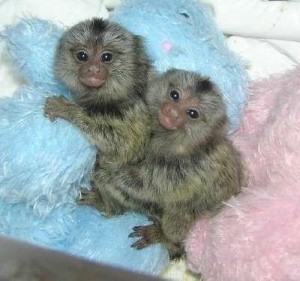 Outstanding male and female marmoset monkeys available for adoption