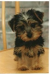 male and female yorkie puppies  DESPERATELY looking for a good home contact us at ====== (lizzycadoz@yahoo.com)