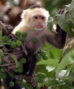 LOVELY MALE AND FEMALE BABY CAPUCHIN MONKEYS FOR ADOPTION(yaya.liod@hotmail.com)