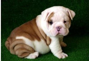 four HEALTHY MALE AND FEMALE BULLDOG FOR FREE ADOPTION