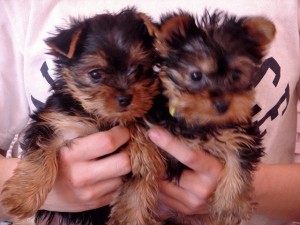 Re-homing. 11-12Weeks Baby face Yorkshire terrier teacups (M&amp;F))o