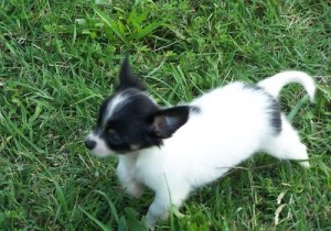 3 T'cup chihuahua puppies available for your home