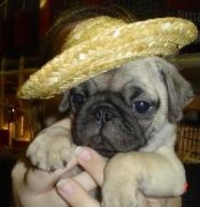 Adorable Male And A Female pug Puppies For free adoption