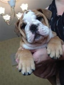 XMAS Male and Female English bulldogs for loving homes