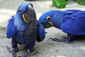 **** Charming And Obedient Celebrity Scarlet Macaw Parrots Available.