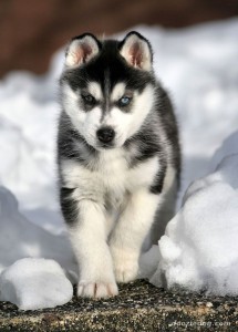 good looking siberian husky puppies