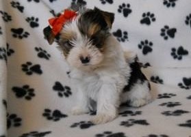 concillatory yorkie puppies available now