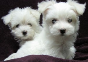 Lovely Maltese Puppies For Free Adoption