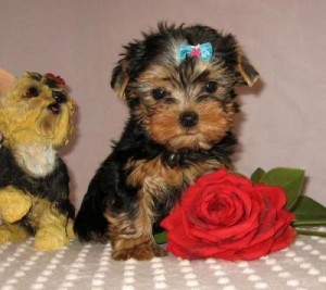 Adorable Yorkie puppies ready for adoption
