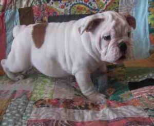 Adorable AKC English Bulldog for ADOPTION...