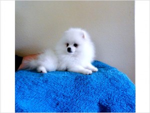 Teddy Bear Face White pomeranian puppies