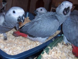 Adorable male and female African grey parrots and eggs for sale