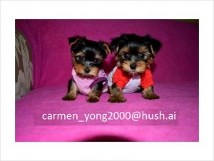 Twin teacup Yorkie puppies looking for promising homes - $150