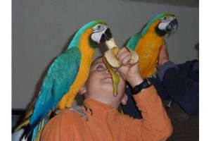 Gleaming Pair of blue and gold macaw