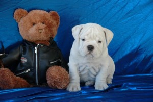 XMAS English Bulldog Puppies Available! They are truly beautiful.