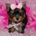 AMARZING YORKIE PUPPIES FOR ADOPTION.PICK UP AT HOME AND TO SHIP IF NEED BE NOW.