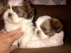 *** Amazing beautiful sweet KC registered Teacup Yorkies Puppies,adoptable boys and girls For Re homing,..,...