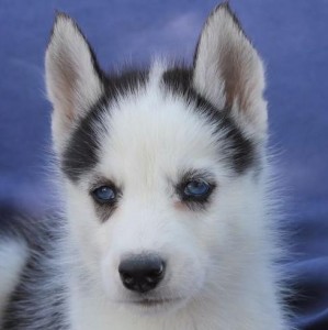 Sweet Siberian husky for sale