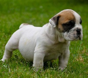 ***BEAUTIFUL MALE AND FEMALE ENGLISH BULLDOG PUPPIES FOR ADOPTION***