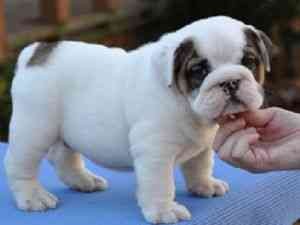 Lovely Pure White English Bulldog Pups!!!!