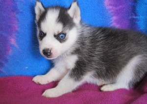 Precious Male and Female siberian husky puppy-ADOPTION