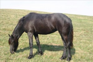 2 Years old Friesian Gelding horse for sale