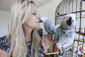 affectionate pair of talking parrots for adoption.....